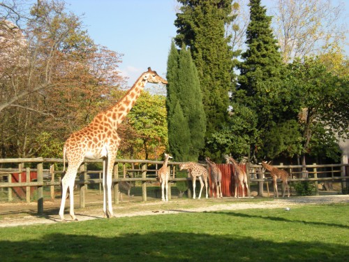 Венсенский зоопарк (Le zoo de Vincennes)
