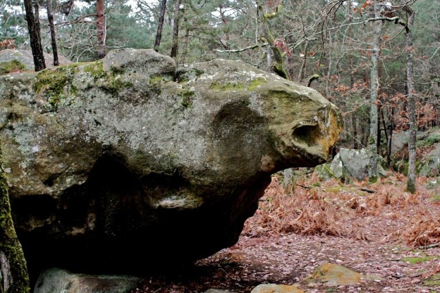 Лес Фонтенбло (Forêt de Fontainebleau)