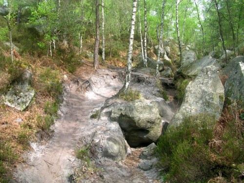 Лес Фонтенбло (Forêt de Fontainebleau) 