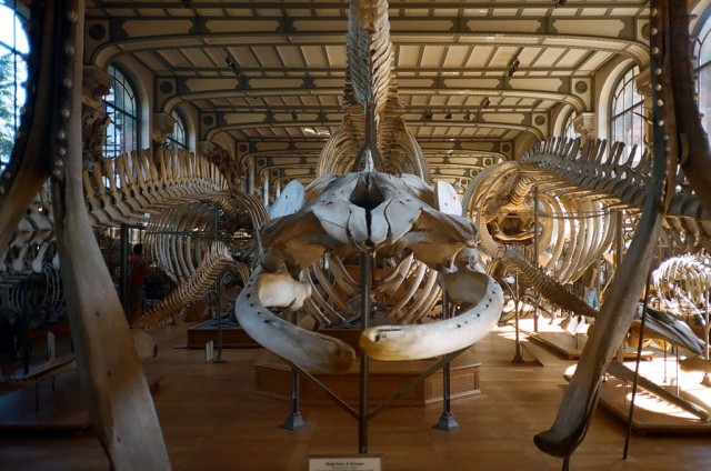 Палеонтологический музей (Galeries de Paléontologe et d'Anatomie comparée)