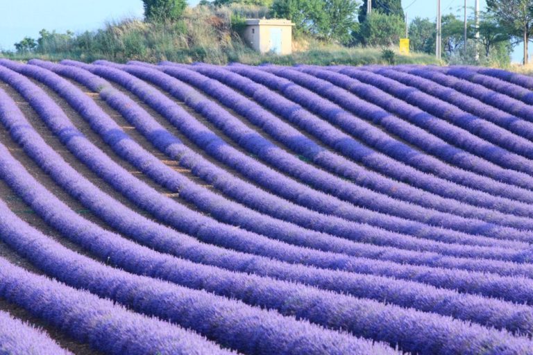 Лавандовые поля Прованса – фиолетовая сказка